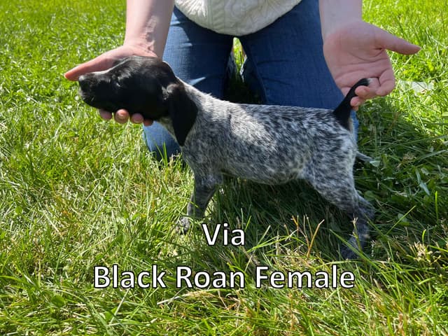 German Shorthaired Pointer Puppies media 4