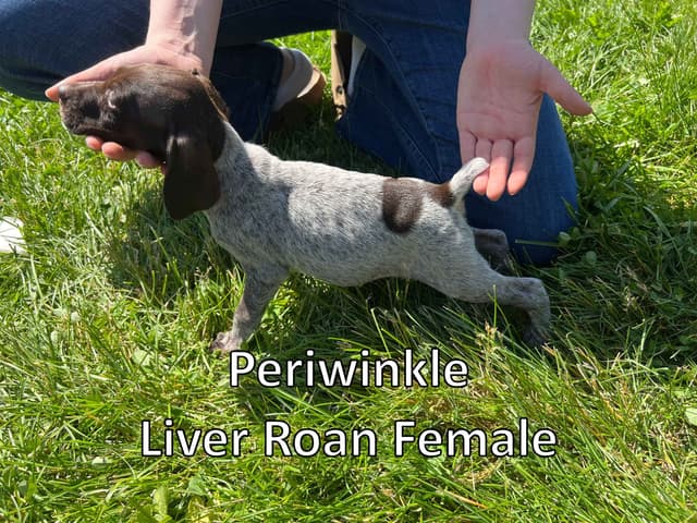 German Shorthaired Pointer Puppies media 6