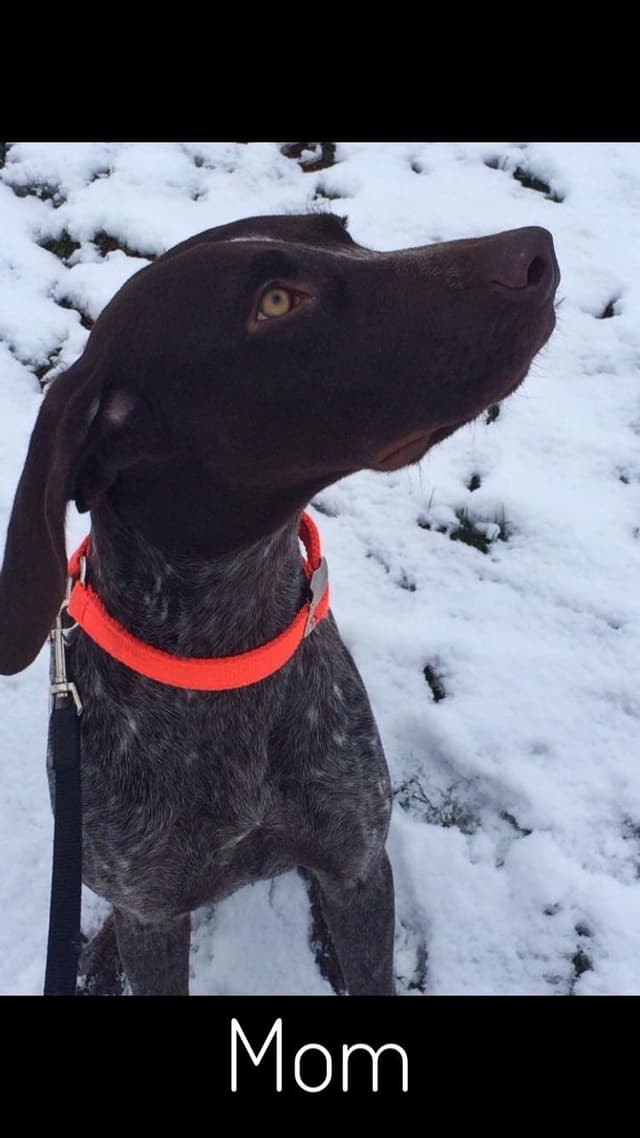 German Shorthaired Pointer Puppies media 7