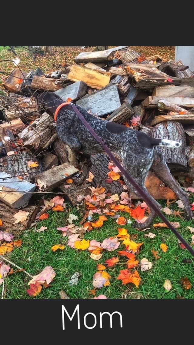 German Shorthaired Pointer Puppies media 8