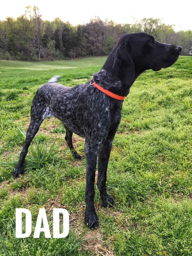 German Shorthaired Pointer Puppies media 11