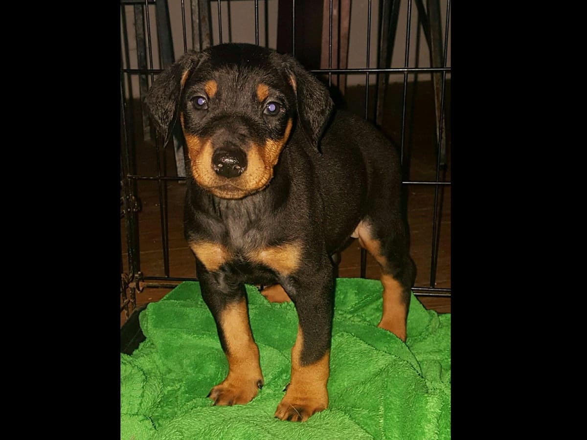 Doberman Pinscher Puppies breeder image 1