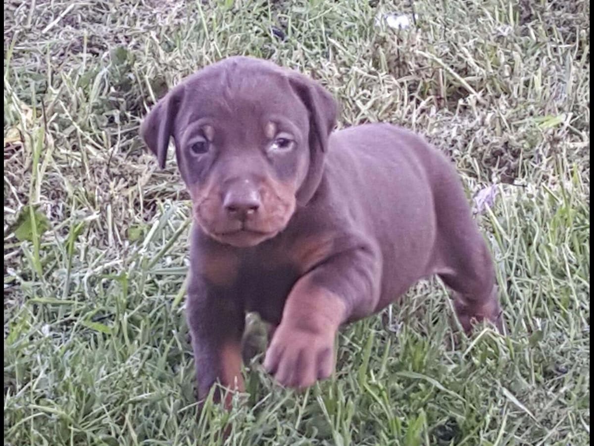 Doberman Pinscher Puppies breeder image 2