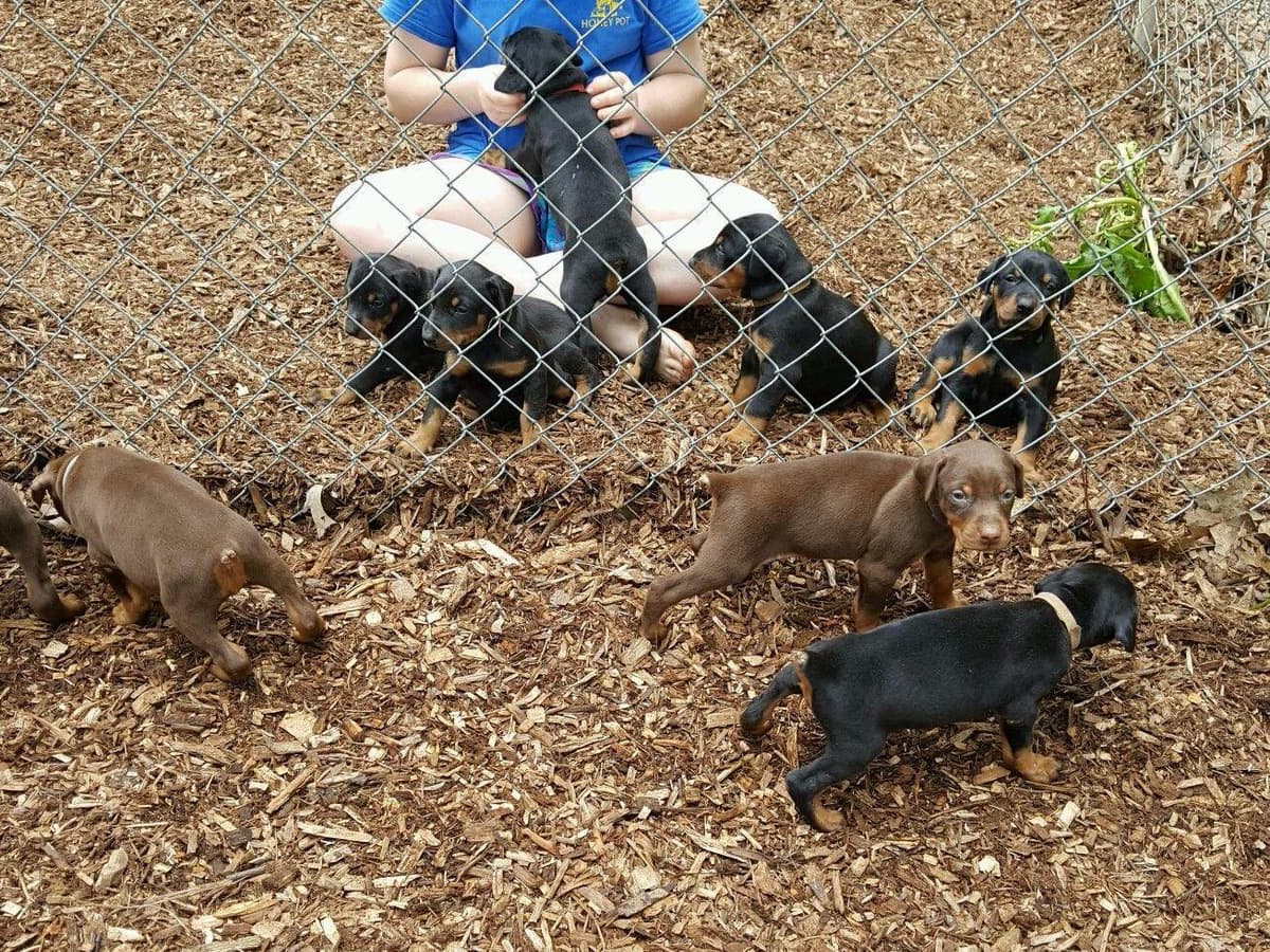 Doberman Pinscher Puppies breeder image 4