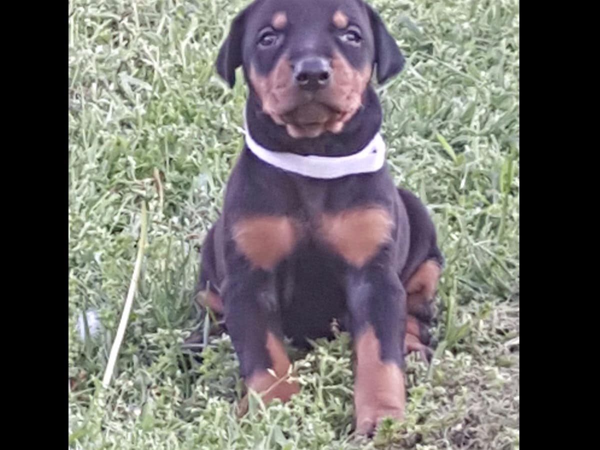 Doberman Pinscher Puppies breeder image 5