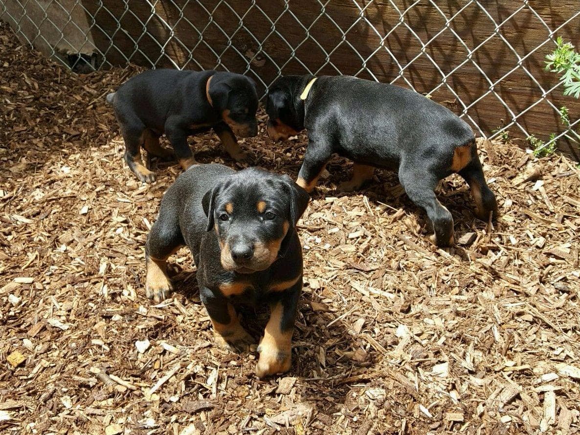 Doberman Pinscher Puppies breeder image 6