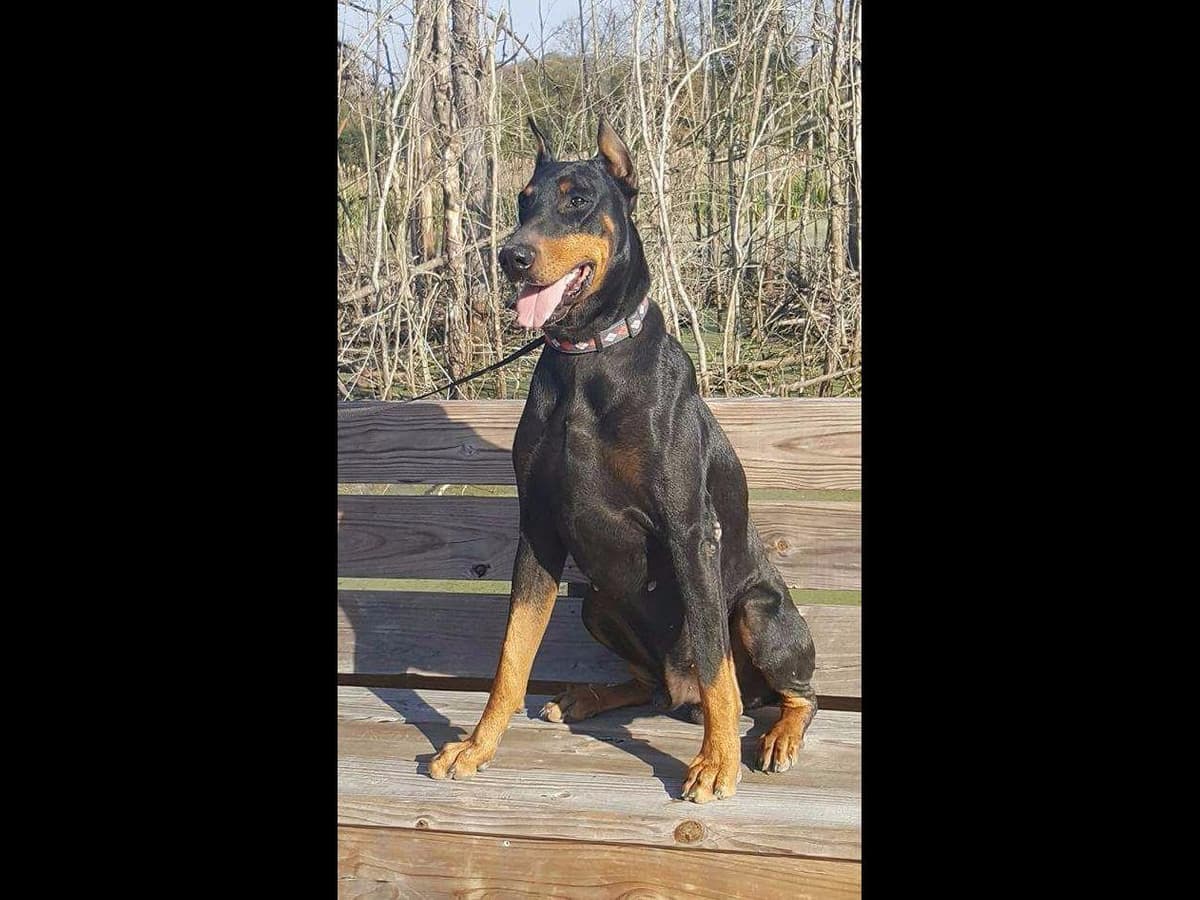 Doberman Pinscher Puppies breeder image 7