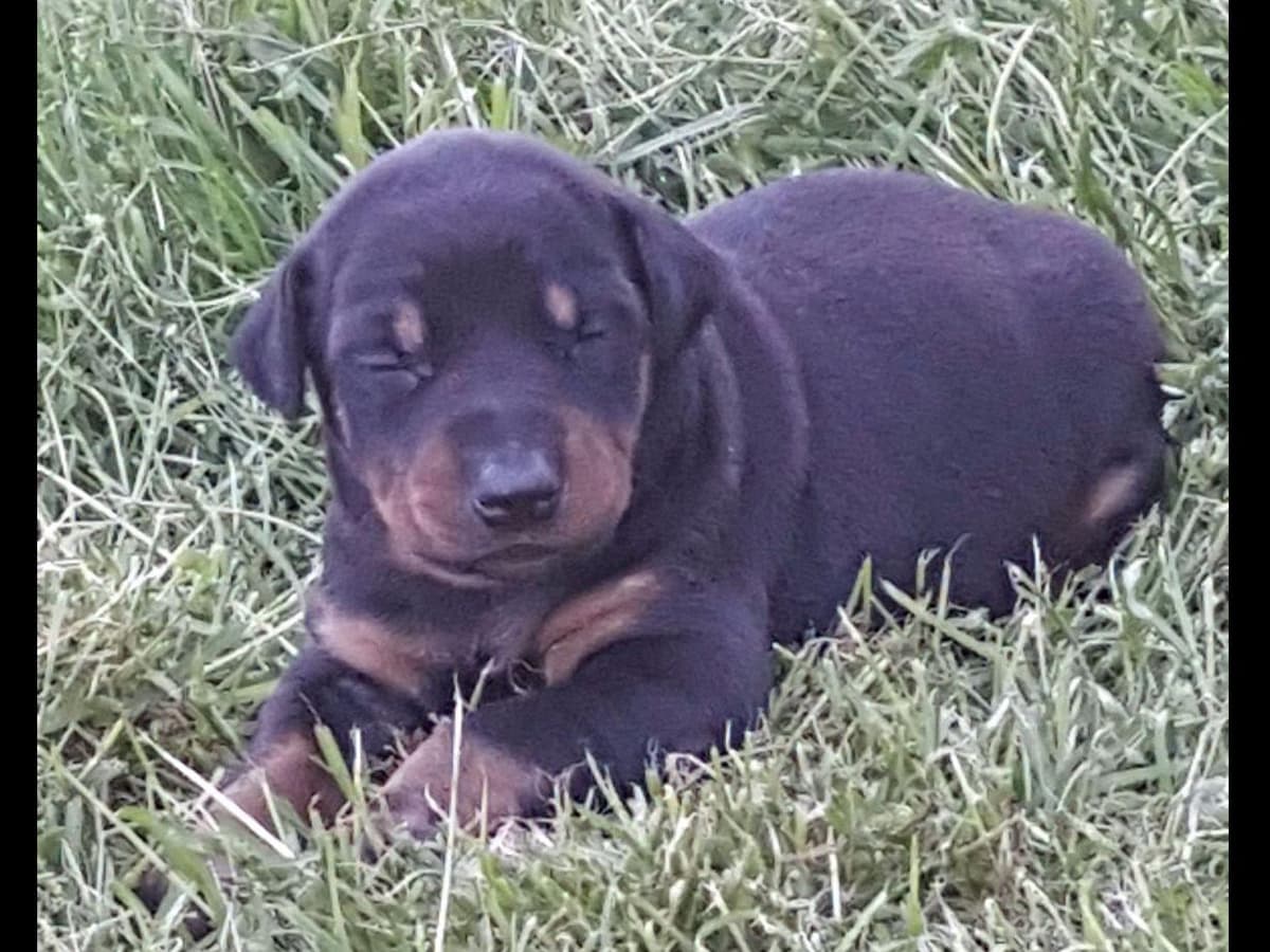 Doberman Pinscher Puppies breeder image 9