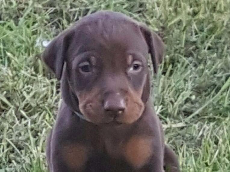 Doberman Pinscher Puppies breeder image 10