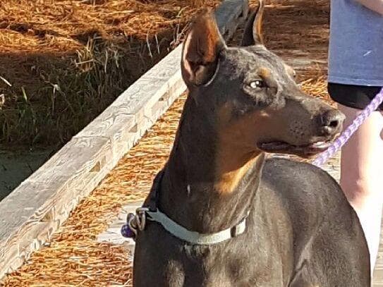 Doberman Pinscher Puppies breeder image 11