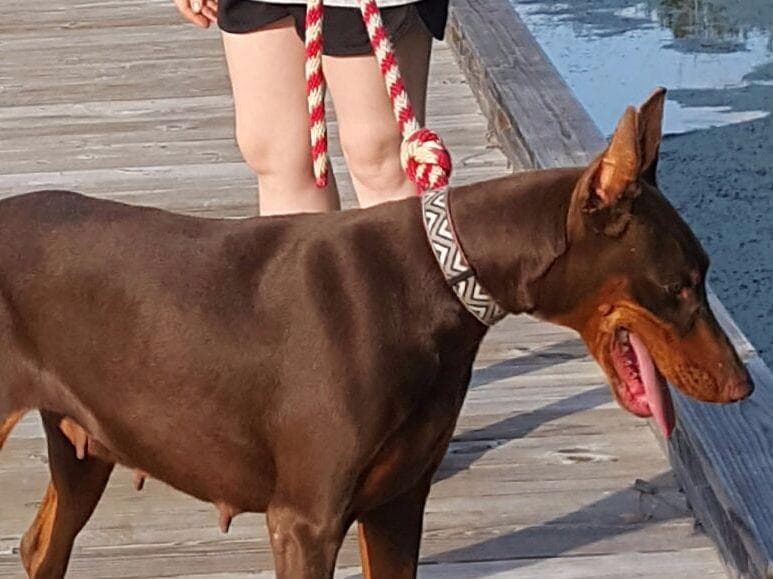 Doberman Pinscher Puppies breeder image 13