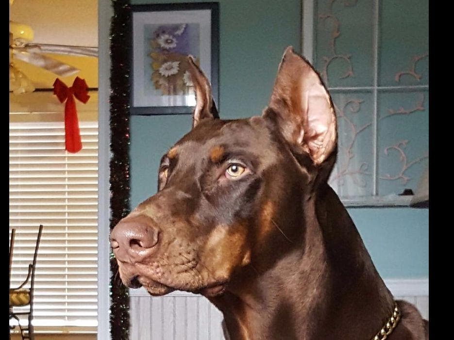 Doberman Pinscher Puppies breeder image 14