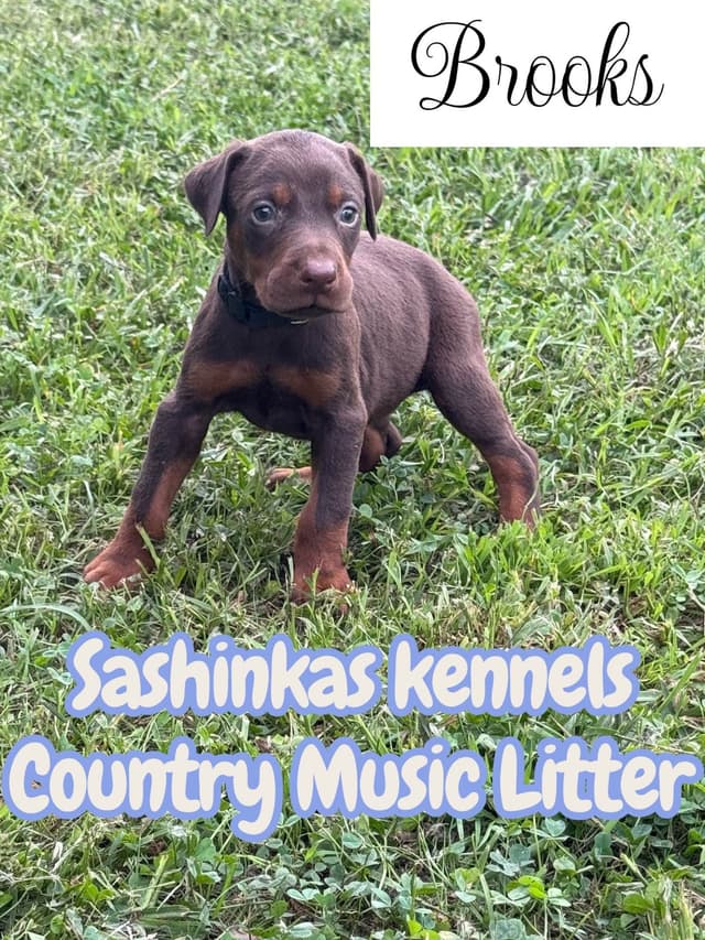 Doberman Pinscher Puppies media 2