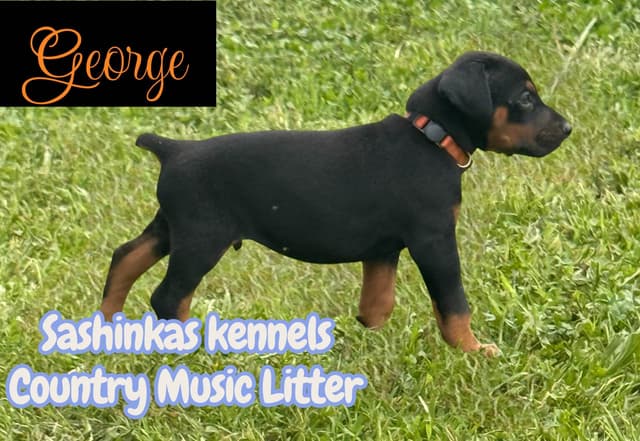 Doberman Pinscher Puppies media 3