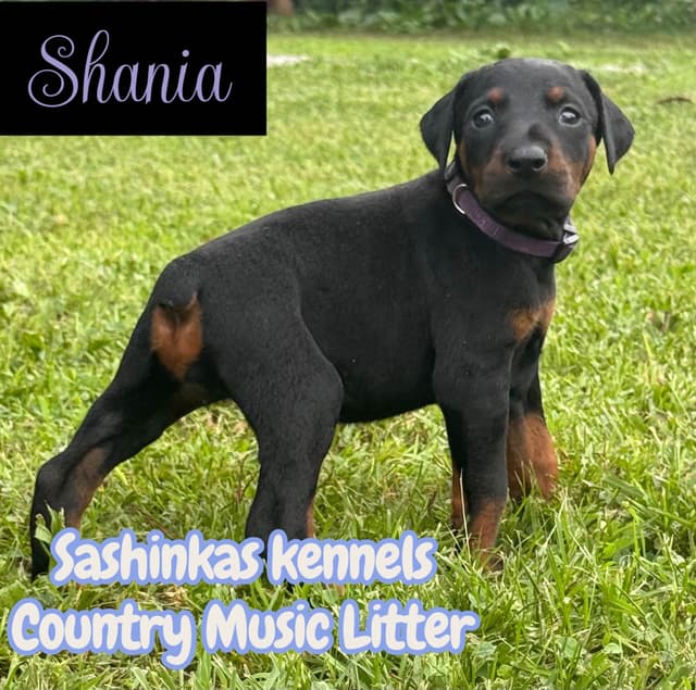 Doberman Pinscher Puppies media 4