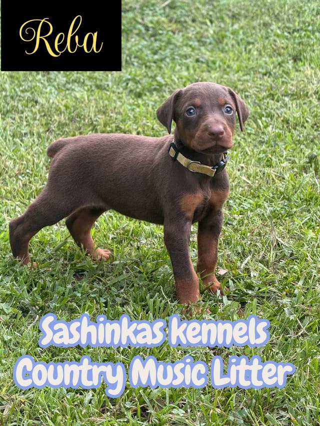 Doberman Pinscher Puppies media 5