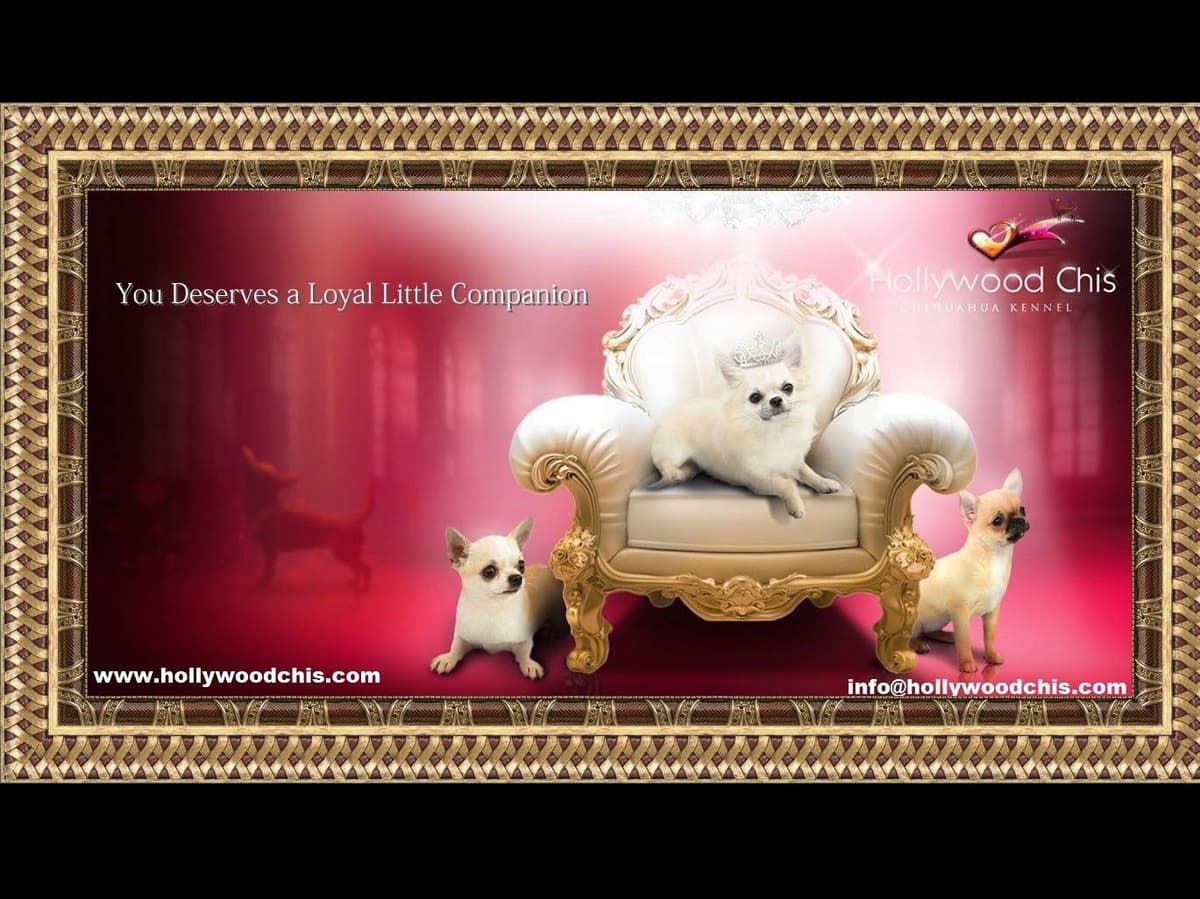 Chihuahua Puppies breeder image 1