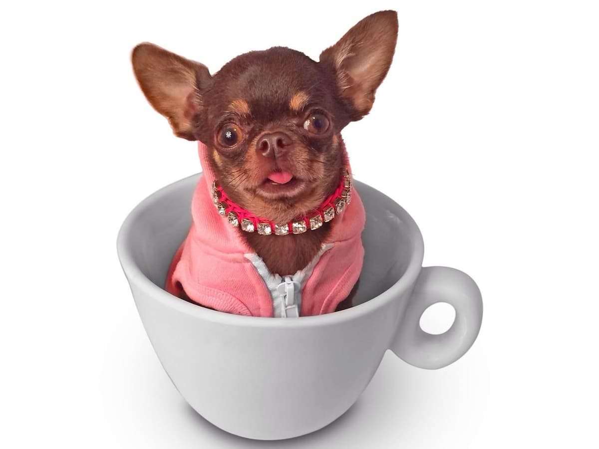 Chihuahua Puppies breeder image 2