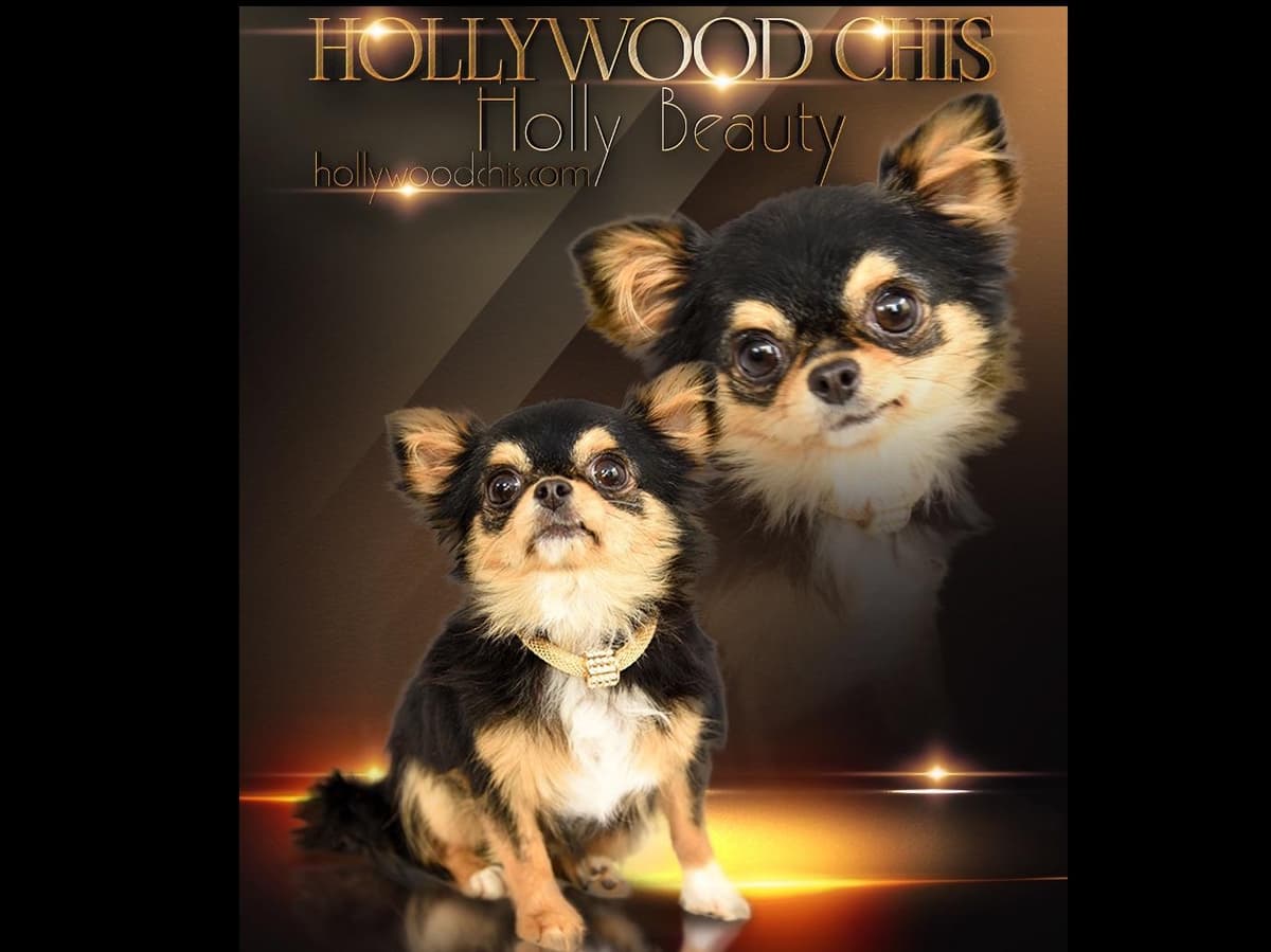 Chihuahua Puppies breeder image 3