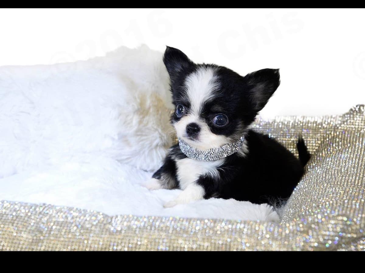 Chihuahua Puppies breeder image 4