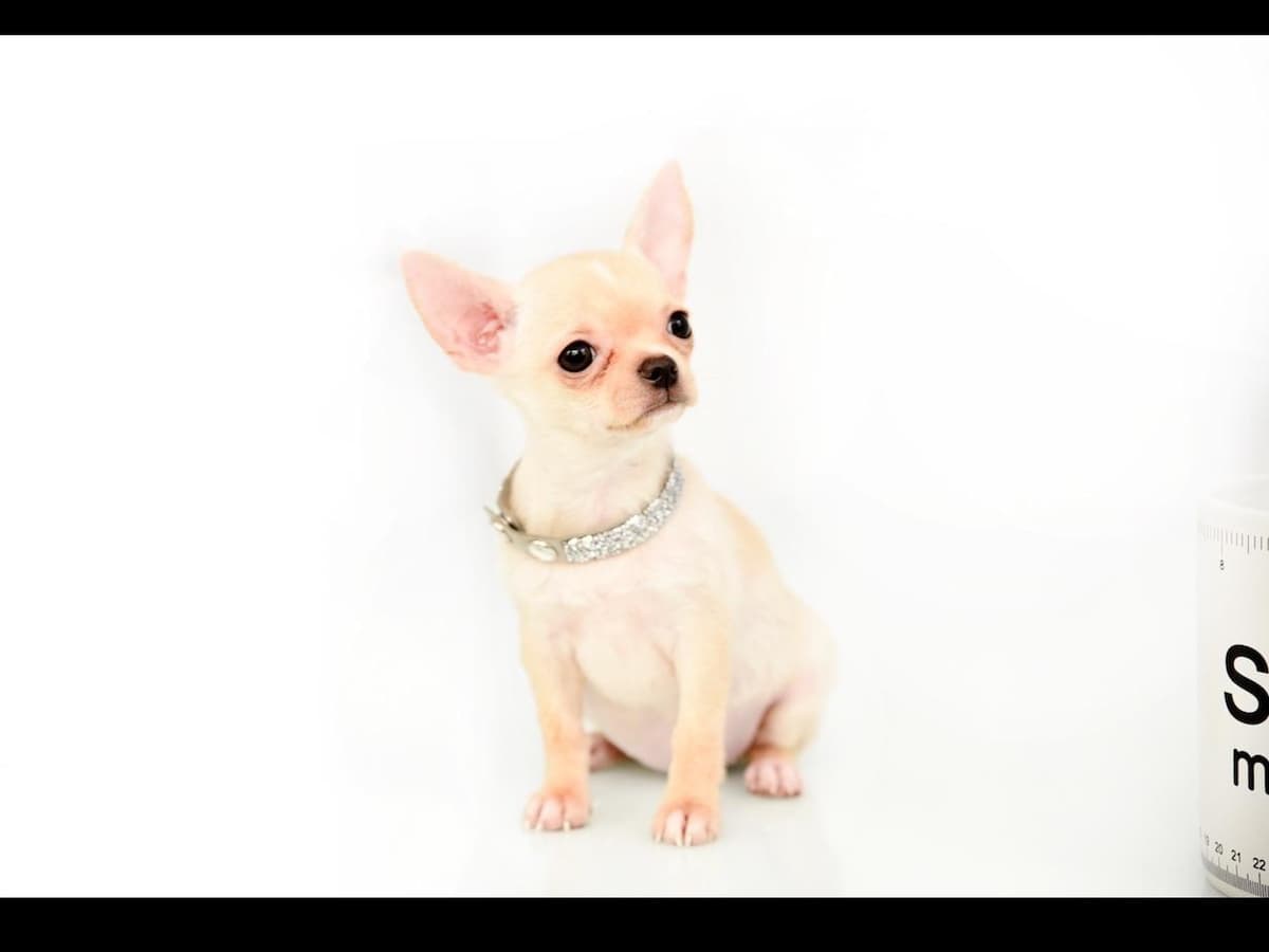 Chihuahua Puppies breeder image 11