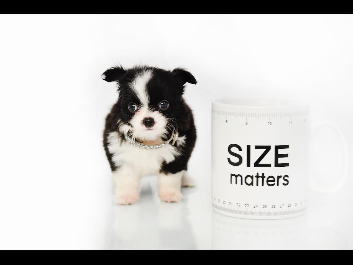 Chihuahua Puppies breeder image 12