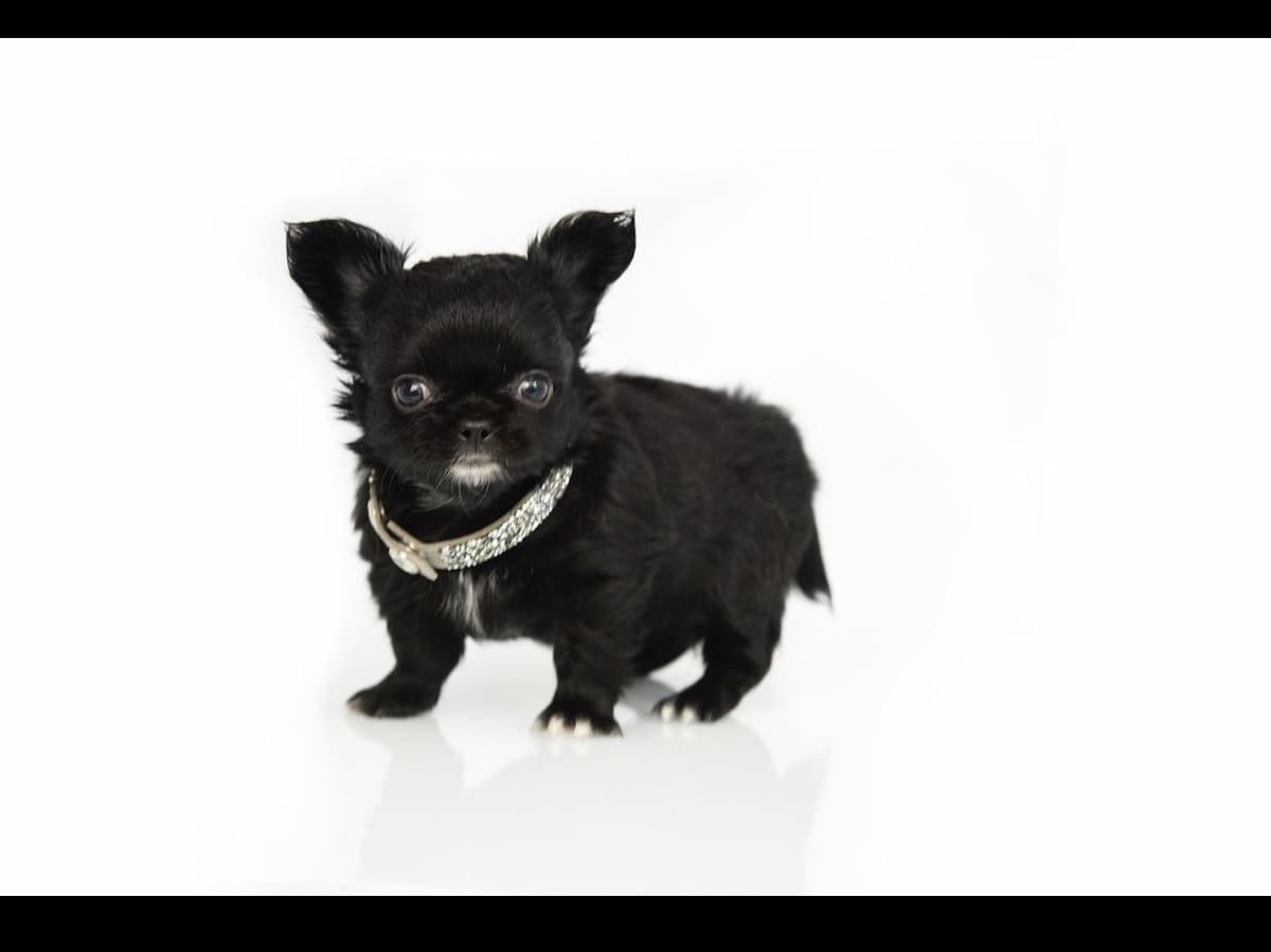 Chihuahua Puppies breeder image 13