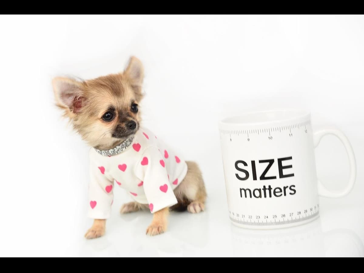 Chihuahua Puppies breeder image 14