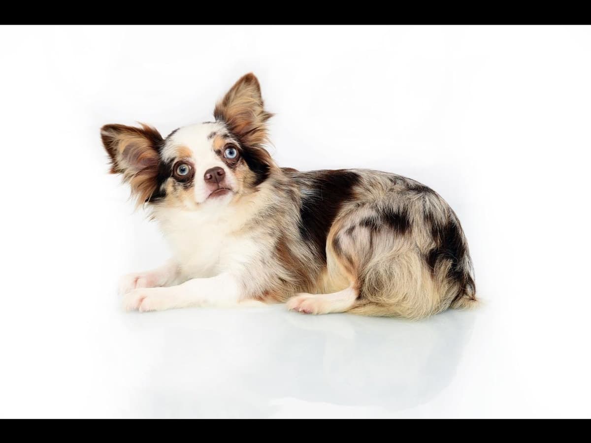 Chihuahua Puppies breeder image 15