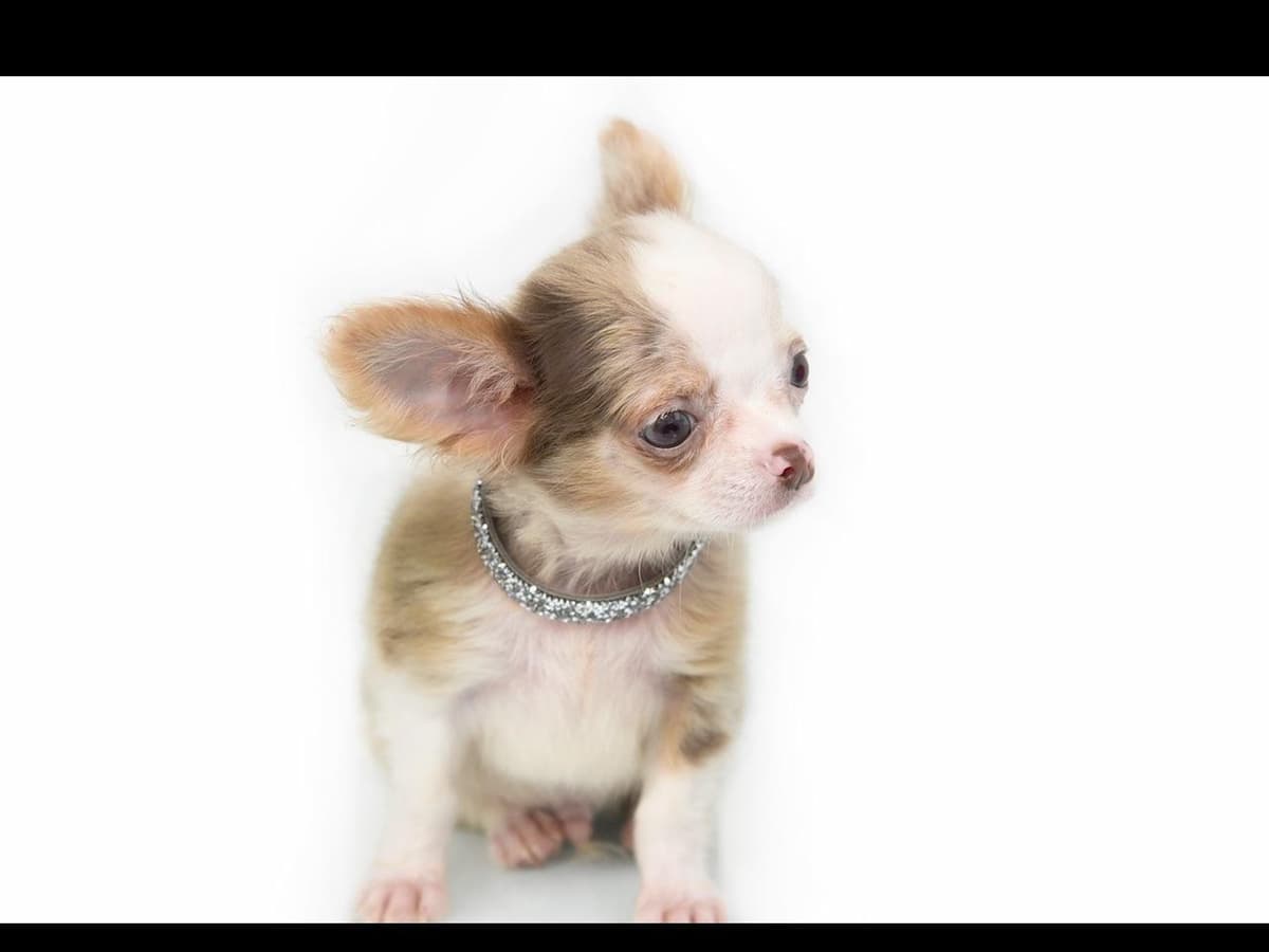 Chihuahua Puppies breeder image 16