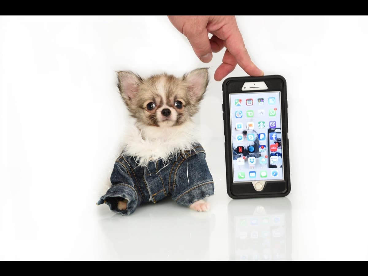 Chihuahua Puppies breeder image 17