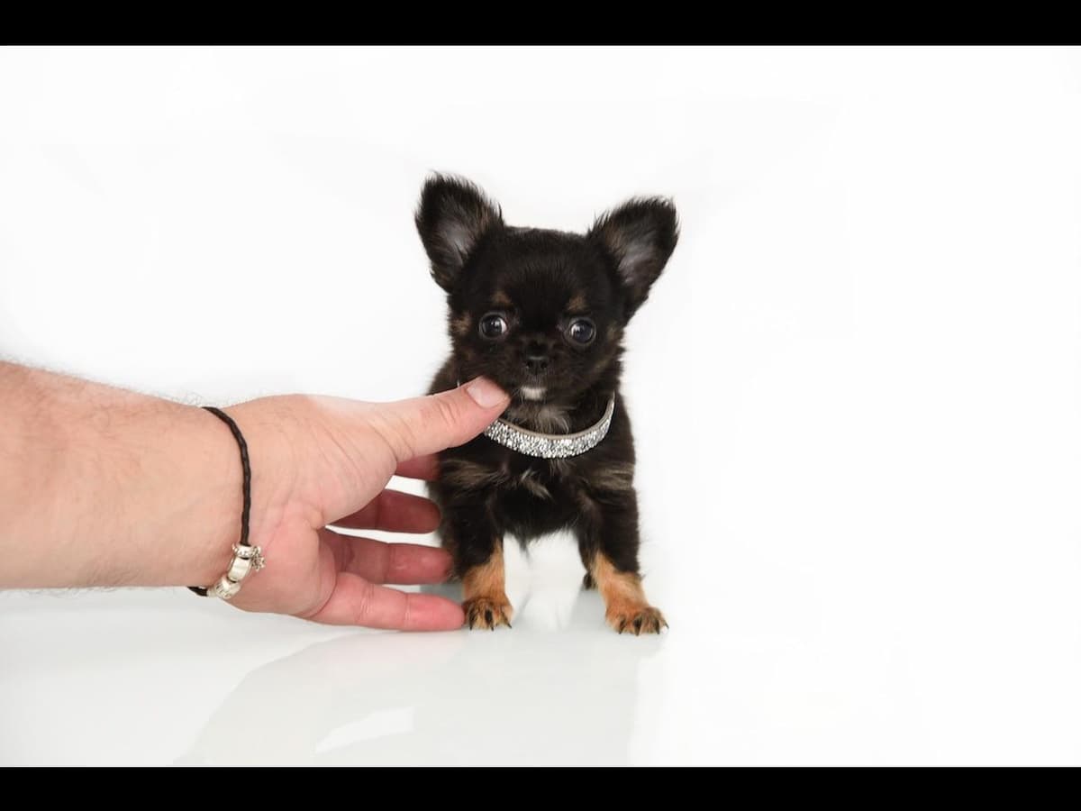 Chihuahua Puppies breeder image 18