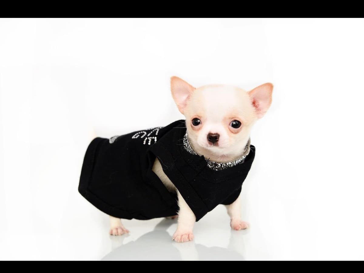Chihuahua Puppies breeder image 19