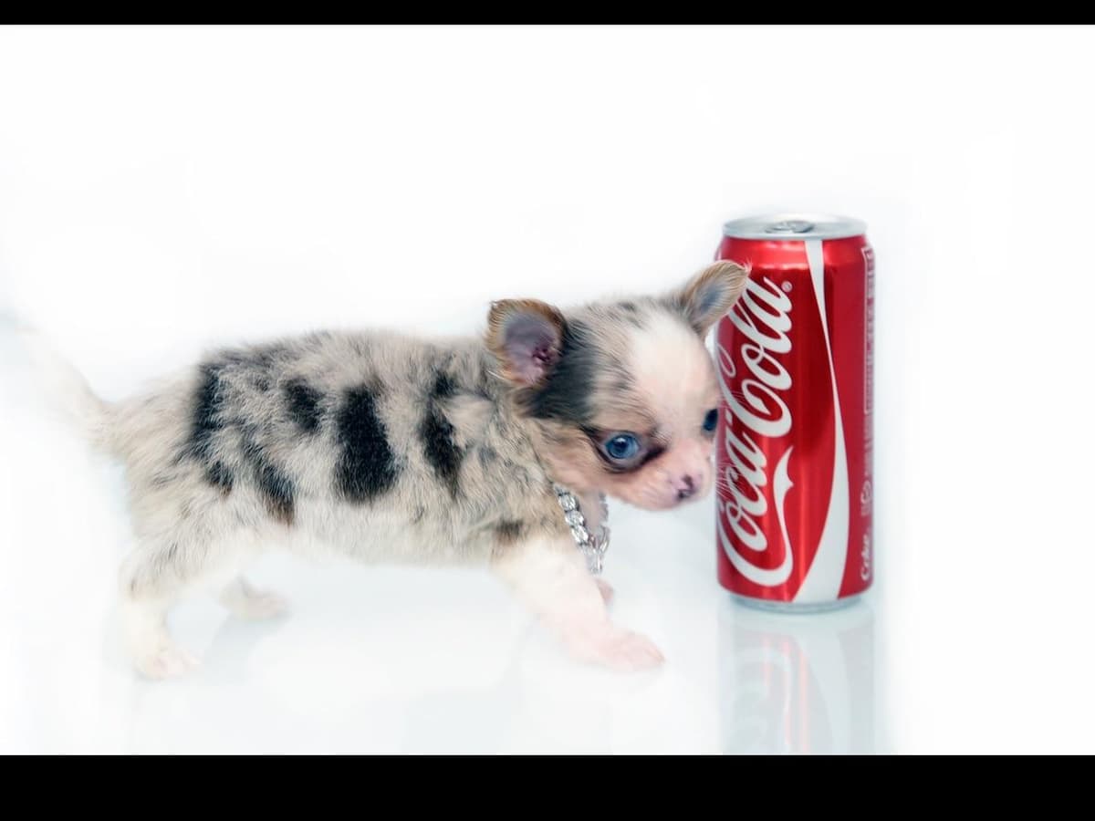 Chihuahua Puppies breeder image 20