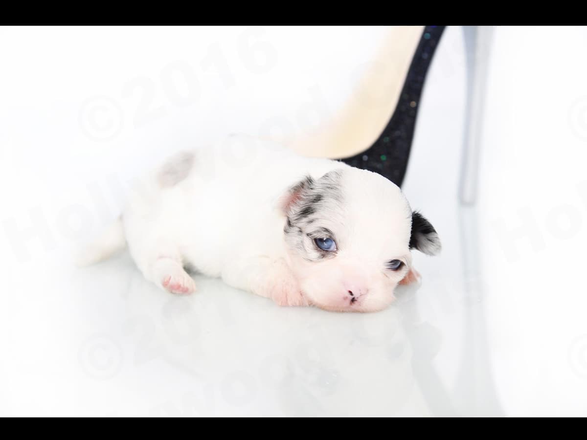Chihuahua Puppies breeder image 21