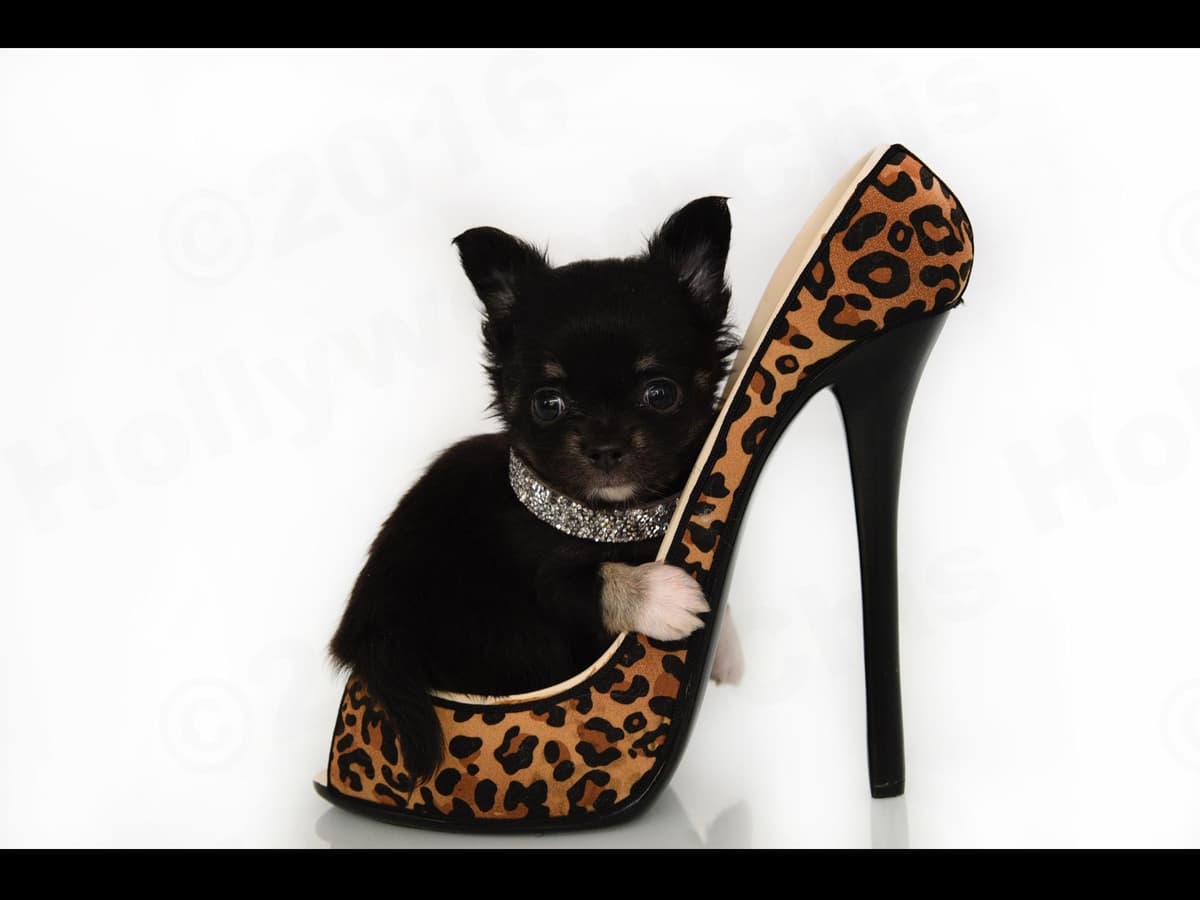 Chihuahua Puppies breeder image 22