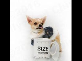 Chihuahua Puppies breeder image 23