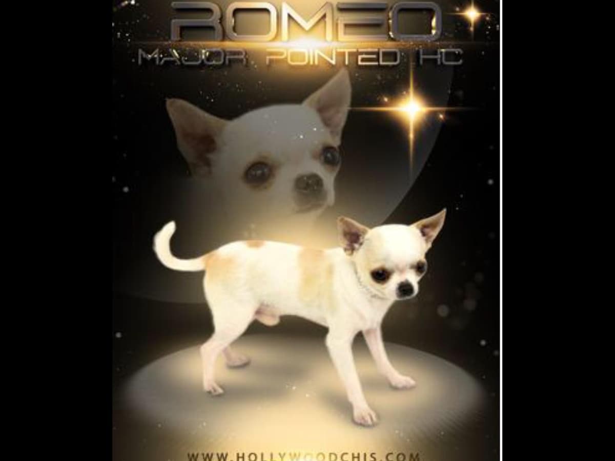 Chihuahua Puppies breeder image 24
