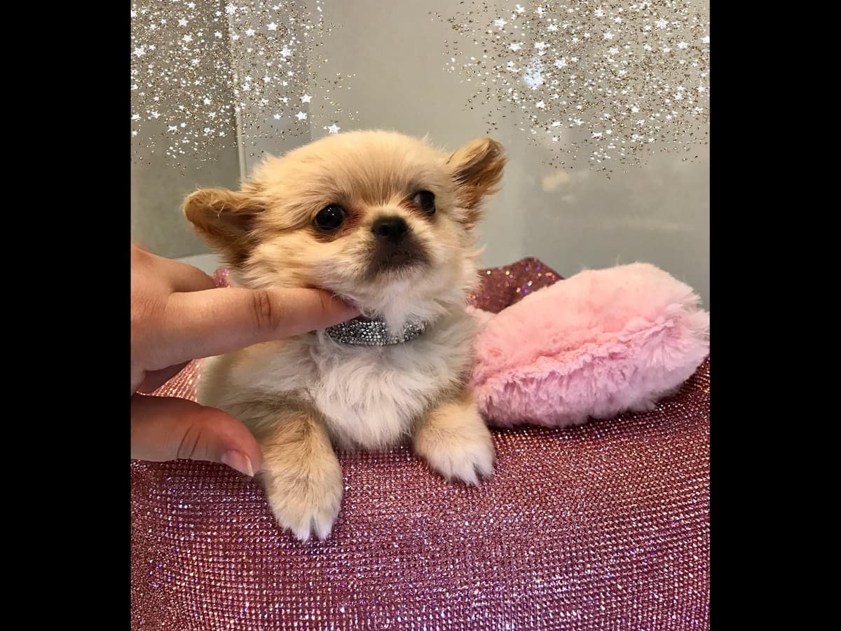 Chihuahua Puppies breeder image 25
