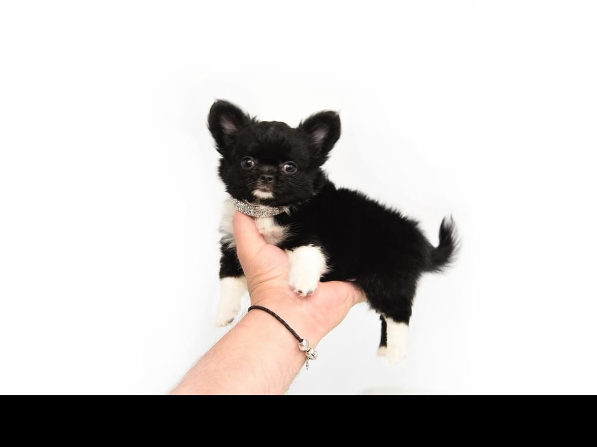 Chihuahua Puppies breeder image 26