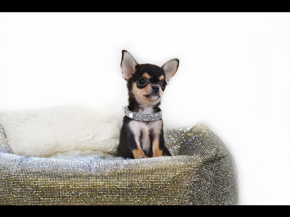 Chihuahua Puppies breeder image 28