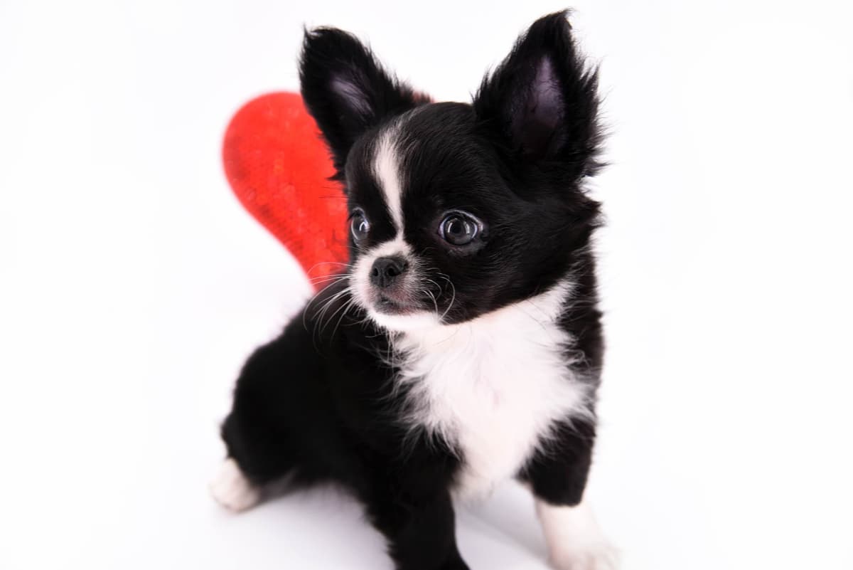 Chihuahua Puppies breeder image 39