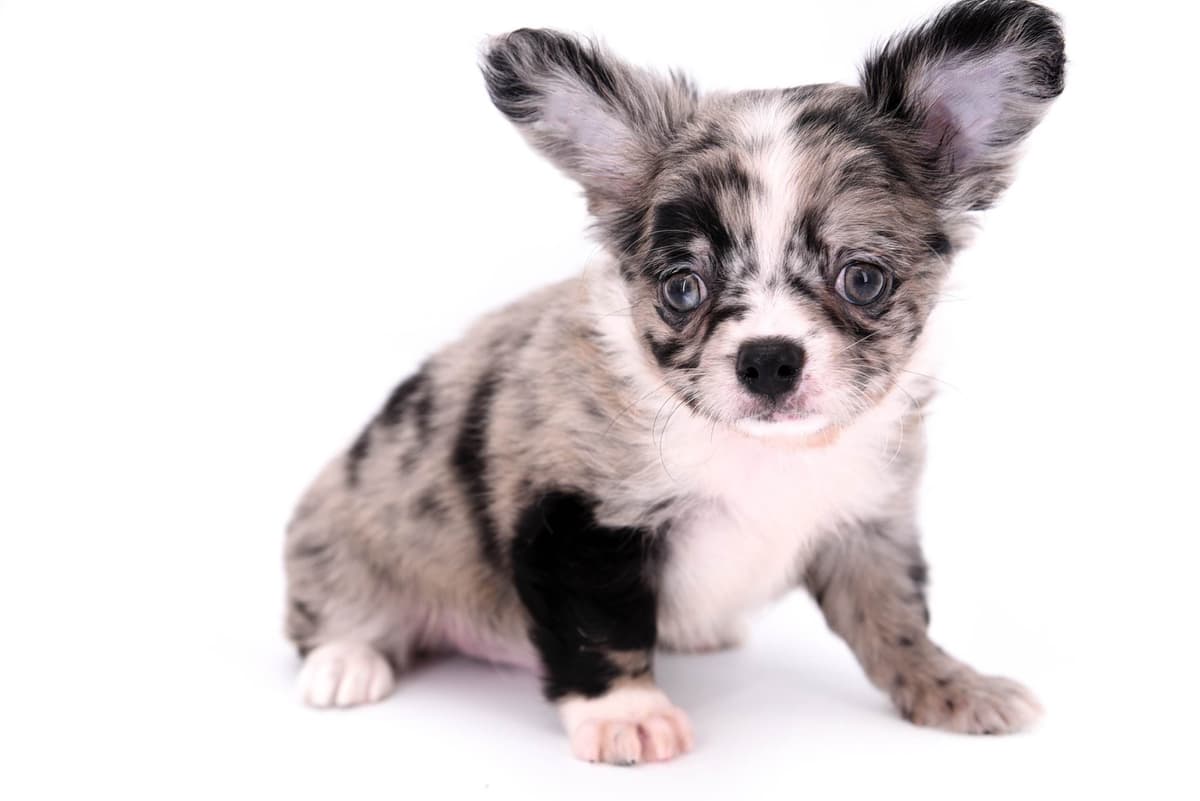 Chihuahua Puppies breeder image 40