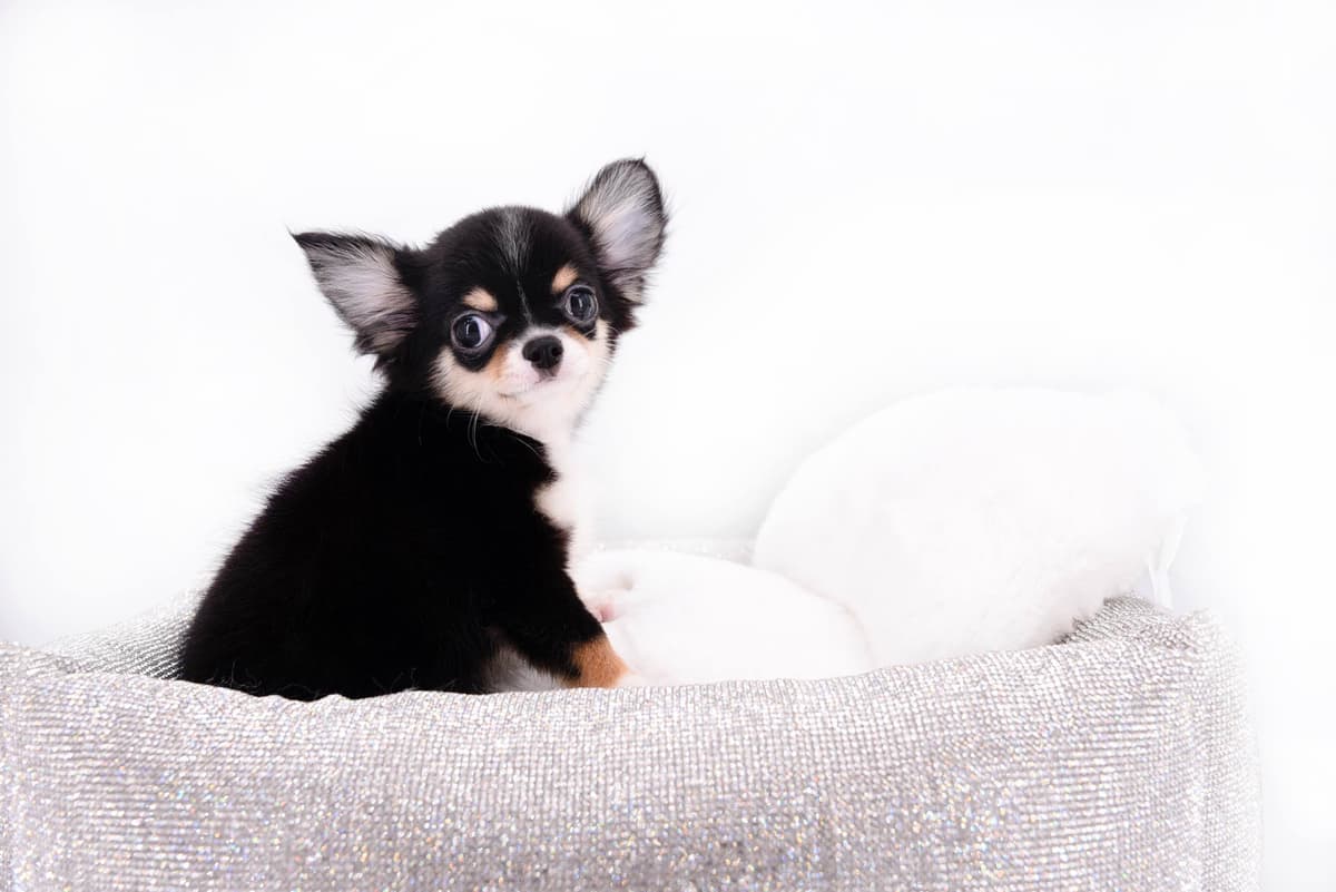 Chihuahua Puppies breeder image 41