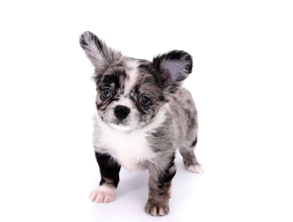 Chihuahua Puppies breeder image 42