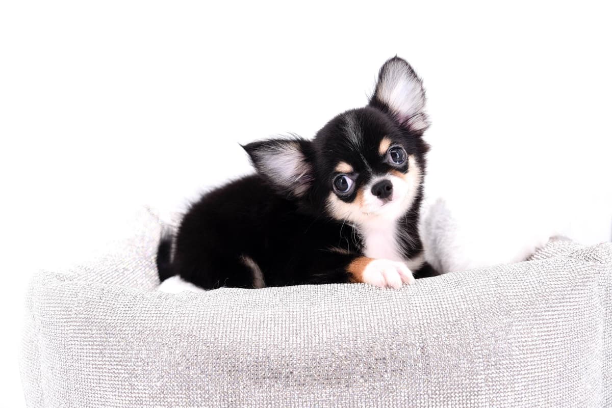 Chihuahua Puppies breeder image 44
