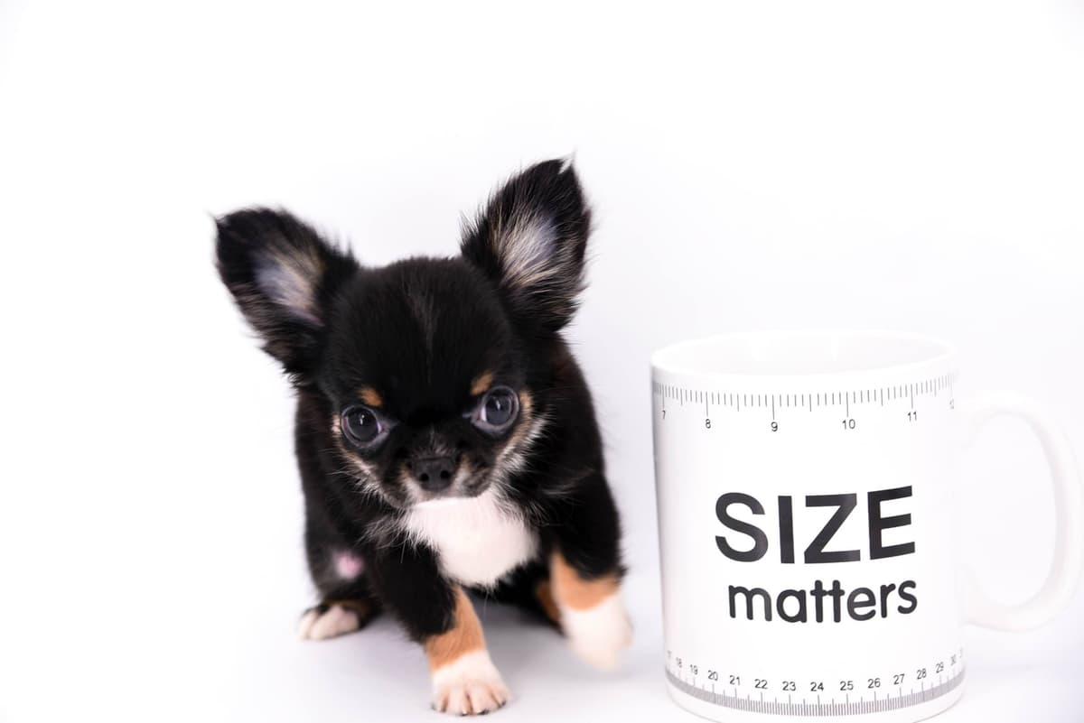 Chihuahua Puppies breeder image 45