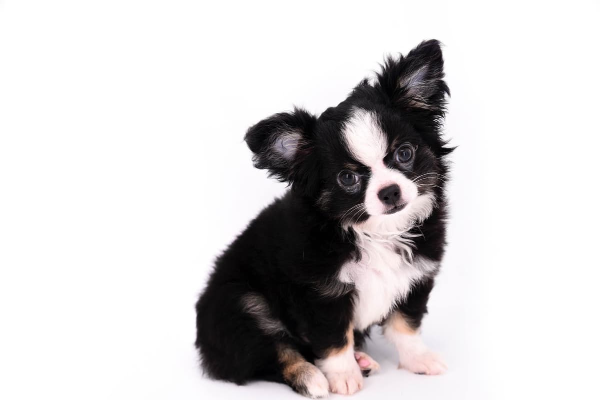 Chihuahua Puppies breeder image 46