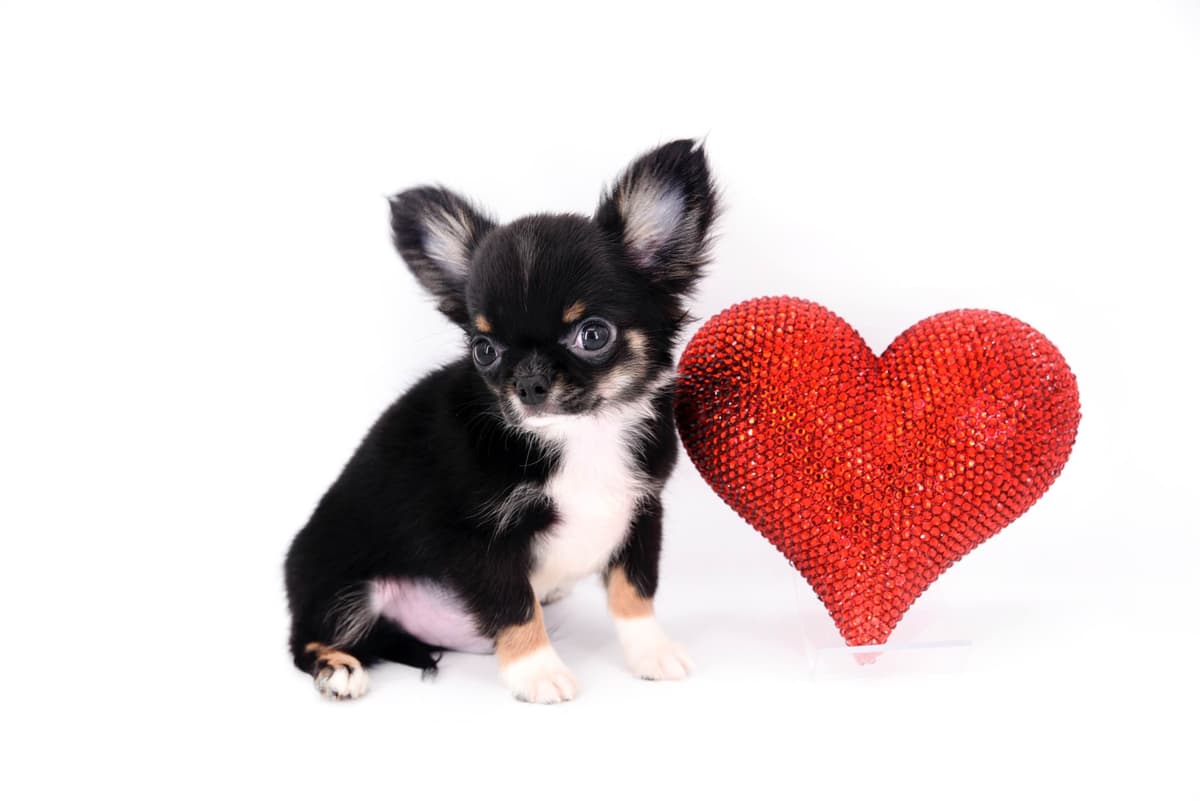 Chihuahua Puppies breeder image 47