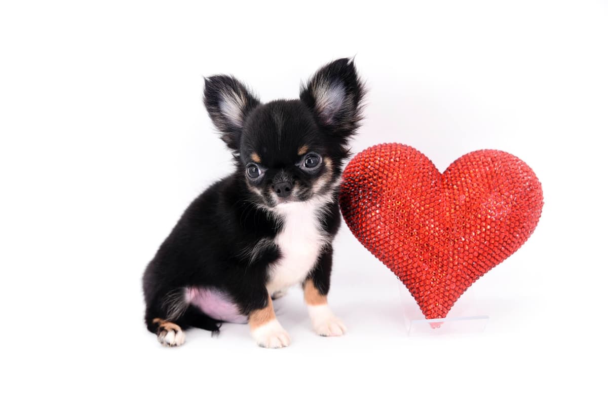 Chihuahua Puppies breeder image 48